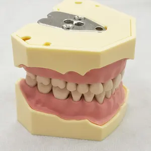 Zahnarzt Zahnmodell Zahnunterrichtsmodell Standardmodell mit 32-teiligem Schraub-Zahn-Vorführungsmodell