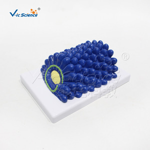 Un ensemble de quatre modèles de virus VIC-HB132 : baculovirus, adenovirus et bactériophage. - Product Image 3