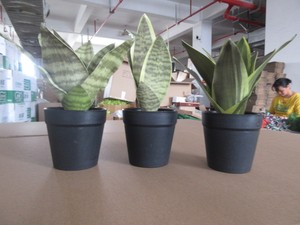 Productinspectiedienst voor kunstplantenbladeren, kwaliteitscontrole <span class=keywords><strong>in</strong></span> <span class=keywords><strong>China</strong></span>, productinspectie <span class=keywords><strong>in</strong></span> Zhejiang - Product Image 6