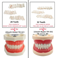 Modelo Anatómico de Dientes Dentales de 28/32 Piezas, Dientes de Repuesto para Práctica de Técnico Dental, Modelos Nissin / Modelo de Cabeza para Simulador Dental