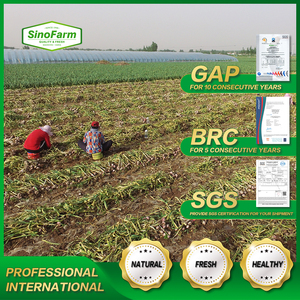 La más nueva cosecha <span class=keywords><strong>china</strong></span> de ajo blanco normal fresco <span class=keywords><strong>bolsa</strong></span> de malla a granel para las mejores ofertas de <span class=keywords><strong>hoy</strong></span> para Colombia a precio mayorista - Product Image 2