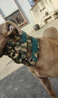 Vêtements d'extérieur classiques en coton pour chiens, anti-piqûres, anti-morsures, anti-chocs, anti-accrocs, en tissu camouflage, toutes saisons
