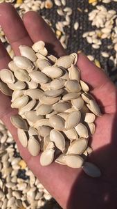 Cây trồng mới Tuyết Trắng Hạt bí ngô tỏa sáng da hạt bí ngô trong vỏ từ Trung Quốc - Product Image 5