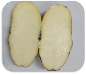 批发新鲜中国土豆和水果蔬菜小吃 - Product Image 6