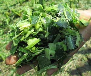 Single Row <b>Corn</b> Silage Forage <b>Harvester</b> Tractor Mounted Silage <b>Harvester</b> High Quality Tractor Driven Forage <b>Harvester</b> High Quali - Product Image 4