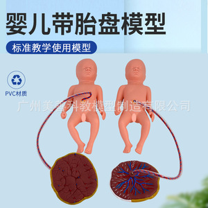 Modèle avancé de soins du cordon ombilical et du placenta chez le nouveau-né, mannequin d'entraînement à la ligature du cordon ombilical et aux soins du nourrisson - Product Image 4