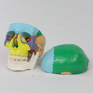 Modèle de crâne à séparation des couleurs à l'échelle 1:1, modèle de crâne coloré pour adulte, modèle pédagogique orthopédique - Product Image 3