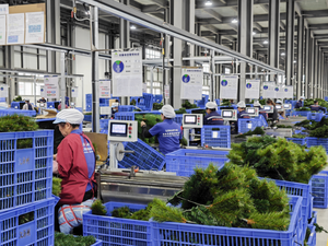 2026 Chất lượng cao PE + PVC màu hồng Gradient Cây giáng sinh hộ gia đình nhỏ đứng trang trí biên giới được đánh giá tốt nhỏ - Product Image 6