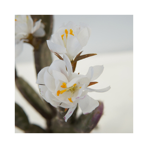 Commercio all'ingrosso di piccoli <span class=keywords><strong>cactus</strong></span> <span class=keywords><strong>artificiali</strong></span> con fiori bianchi in plastica in vaso succulenta pianta da tavola per interni esterni scrivania arredamento - Product Image 2