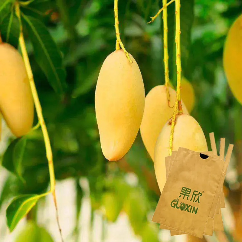 Sri Lanka agriculture use cultivation mango cover paper bag for fruit grow bags for fruit tree