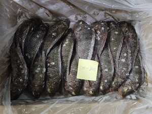 Tilapia entière congelée BQF, Tilapia du Nil noir, 300-500g/500-800g, 10kg/CTN |   Tilapia noire entière pour l'exportation - Product Image 5