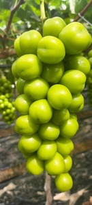 Nho xanh ngọt ngào trái cây tươi nắng Hoa Hồng Nho hạt lớn - Product Image 6