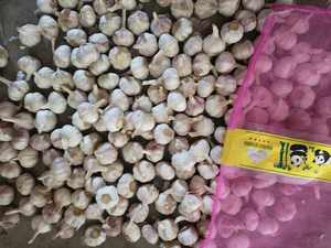 <span class=keywords><strong>Ail</strong></span> frais <span class=keywords><strong>de</strong></span> Chine en sac en filet <span class=keywords><strong>rose</strong></span>, <span class=keywords><strong>ail</strong></span> frais en vrac, <span class=keywords><strong>prix</strong></span> du marché <span class=keywords><strong>de</strong></span> <span class=keywords><strong>l</strong></span>'<span class=keywords><strong>ail</strong></span> blanc - Product Image 1