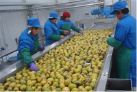 Compleet Kant-En-Klare Project Fruit Mango Sinaasappelextractie Machine Sap Productielijn En Verpakkingsverwerkingsfabriek
