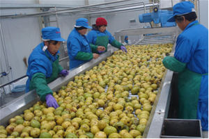 Projeto Completo Turnkey Máquina Extratora de Frutas Manga Laranja Linha de Produção de Suco e Planta de Processamento de Embalagem - Product Image 2