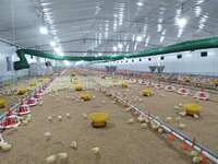 Structure en acier léger préfabriquée pour abri de vaches, cochons, poulets, chevaux, chèvres, ferme, grange, élevage de volailles, conception de bâtiment d'écurie