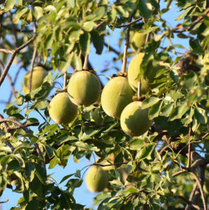 أعلى جودة استخراج شجرة الباوباب النباتية الطبيعية أوراق الباوباب مسحوق أوراق الباوباب - Product Image 3