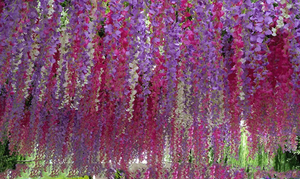 JINMU001 Fiori di Glicine in Seta <span class=keywords><strong>Viola</strong></span> e Bianca, Decorazione Artigianale a Lunga Durata, Ecologica per Casa ed Eventi - Product Image 4