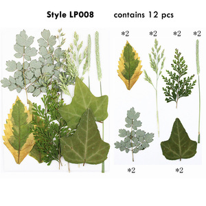 Feuilles <span class=keywords><strong>de</strong></span> cèdre séchées et pressées naturelles, petites feuilles - Product Image 5
