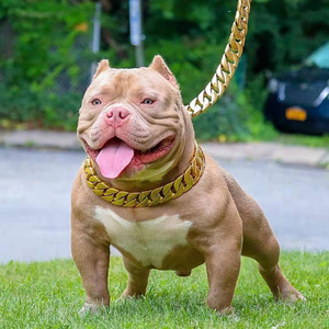 Collar de perro de lujo al por mayor 2024, correa de acero inoxidable 316l de alta calidad, mango de cuero de Metal dorado <span class=keywords><strong>Floral</strong></span>, diseñador de cadena cubana - Product Image 6