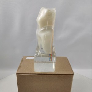 Modèle de nerf dentaire M7023 en résine, modèle anatomique pathologique pour l'enseignement des sciences médicales - Product Image 5