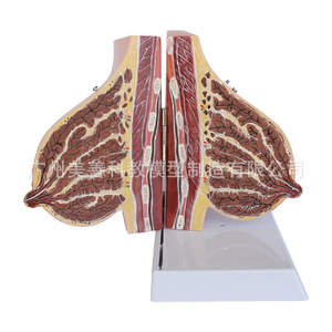 Moules mammaires, modèles d'anatomie mammaire, formation des conseillères en lactation, modèles de démonstration mammaire et formation des infirmières de maternité. - Product Image 4
