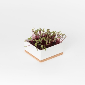 Kit orgánico Uno de <span class=keywords><strong>remolacha</strong></span> Microgreen de jardín de estilo rural que crece en el suelo hecho de fibra de siembra - Product Image 3