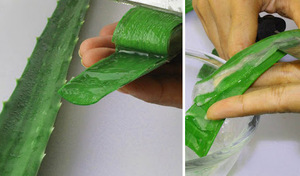 ALOE VERA FRESCO HOJA y EXTRACTO ALOE para la salud y la belleza - Product Image 6