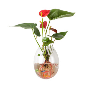 <span class=keywords><strong>Vasi</strong></span> in <span class=keywords><strong>Vetro</strong></span> <span class=keywords><strong>per</strong></span> <span class=keywords><strong>Piante</strong></span> Acquatiche Sospese - Product Image 6