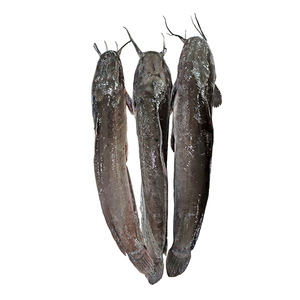 Bagre Congelado en Venta, Bagre Entero Vivo, Venta al por Mayor a Bajo <span class=keywords><strong>Precio</strong></span> - Product Image 2