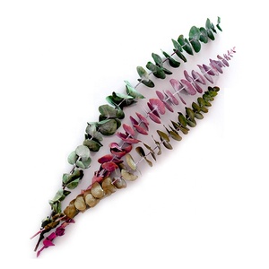 M034 boda flores secas bebé <span class=keywords><strong>azul</strong></span> verde rojo hojas de <span class=keywords><strong>eucalipto</strong></span> sucursales Real Natural secos conservas de <span class=keywords><strong>eucalipto</strong></span> - Product Image 5