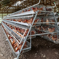 Promotion de Septembre : Cage à poules pondeuses entièrement automatique de type A, capacité 96-160 oiseaux, usine avec 20 ans d'expérience, nouveau magasin Alibaba