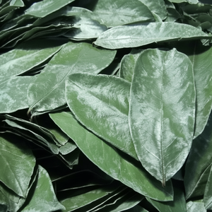 100% Hojas de Guanábana secas naturales - Product Image 1