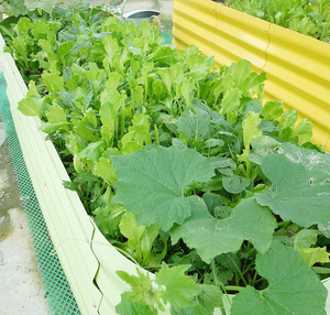 Plantador de cajas al aire libre se barandilla de cubierta de jardín cama fácil Asamblea flor sembradora de vegetales kit de caja - Product Image 6