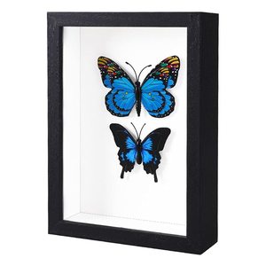 Cadre photo 2026 avec verre véritable, <span class=keywords><strong>boîte</strong></span> à souvenirs en bois profond, vitrine pour spécimen de papillon, cadre à insectes verrouillable - Product Image 5