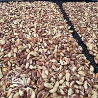 Nueces de Brasil a granel de cosecha fresca de alta calidad de Perú