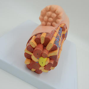 Training Anatomisches physikalisches Modell Anatomisches Modell des Herz muskels Kardiomyozyten-Ultrastruktur-Vergrößerung modell - Product Image 3