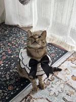 Ensemble de colliers et foulards en velours pour animaux de compagnie, motif camélias floraux délicats, fermeture à sangle, pour chats et chiens, style Lolita, avec tabliers