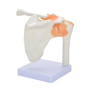 Approvisionnement direct usine : Modèle simulé de l'articulation de l'épaule pour l'enseignement médical ; Modèle de ligament de l'articulation de l'épaule du squelette humain. - Product Image 1