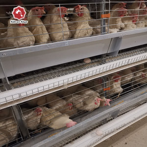 <span class=keywords><strong>De</strong></span> alta calidad <span class=keywords><strong>de</strong></span> jaula <span class=keywords><strong>de</strong></span> <span class=keywords><strong>pollo</strong></span> <span class=keywords><strong>de</strong></span> <span class=keywords><strong>granja</strong></span> - Product Image 1