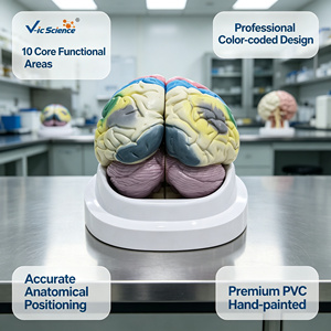 Modello Anatomico Etichettato per Mappatura della Funzione della Corteccia Cerebrale per Esposizione Scientifica in Cliniche Neurologiche Ospedaliere CE/ISO/ROHS/CNAS - Product Image 1