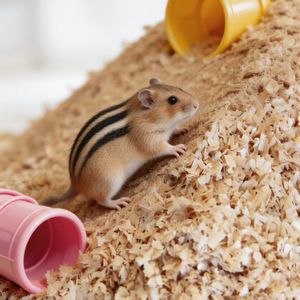 DongnaiPETS Litière pour petits animaux en forme de bande, écologique, biodégradable, hautement absorbante, sans poussière, contrôle des odeurs supplémentaire, 1 kg - Product Image 3