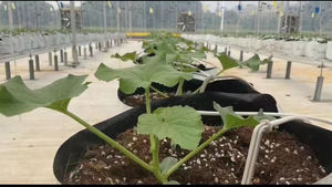 Tuteur de Serre de Jardin Fléché avec Nouveau Tuyau en PE Blanc pour Tomates Myrtilles et Plantes en Pot - Product Image 6