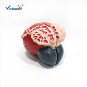 Modelo <span class=keywords><strong>de</strong></span> <span class=keywords><strong>Vejiga</strong></span> Urinaria <span class=keywords><strong>de</strong></span> Alta Calidad para Estudiantes Escolares - Product Image 1