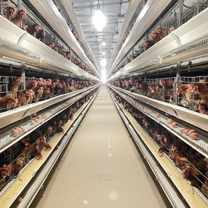 Jaula para pollos de engorde tipo H duradera de alta calidad para granjas avícolas comerciales - Product Image 1