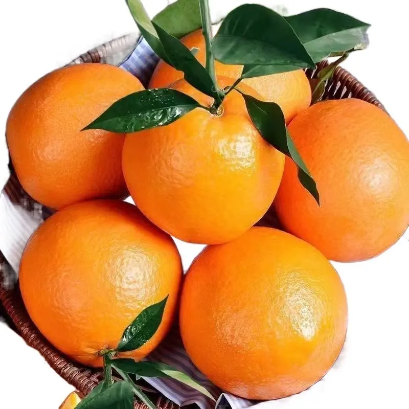 Wholesale Fresh Orange Naval Orange Valencia Oranges Sweet Fresh mandarin orange