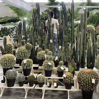 Vente chaude cactus, boules de cactus, bonsaï tropical ornemental