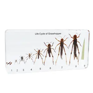 Life Cycle of Grasshopper Growing Story Taxidermy Specimen Teaching Aids School Equipment Supplies