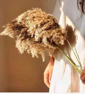 <span class=keywords><strong>Plumeau</strong></span> en plumes séchées de haute qualité, grand et moelleux, herbe de la pampa, roseau, écologique, vente en gros personnalisée à guichet unique, événements, style d'intérieur - Product Image 3
