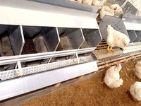 Nichoir à œufs de volaille Poulets pondeurs Boîtes 12 ou 24 trous Poules coop